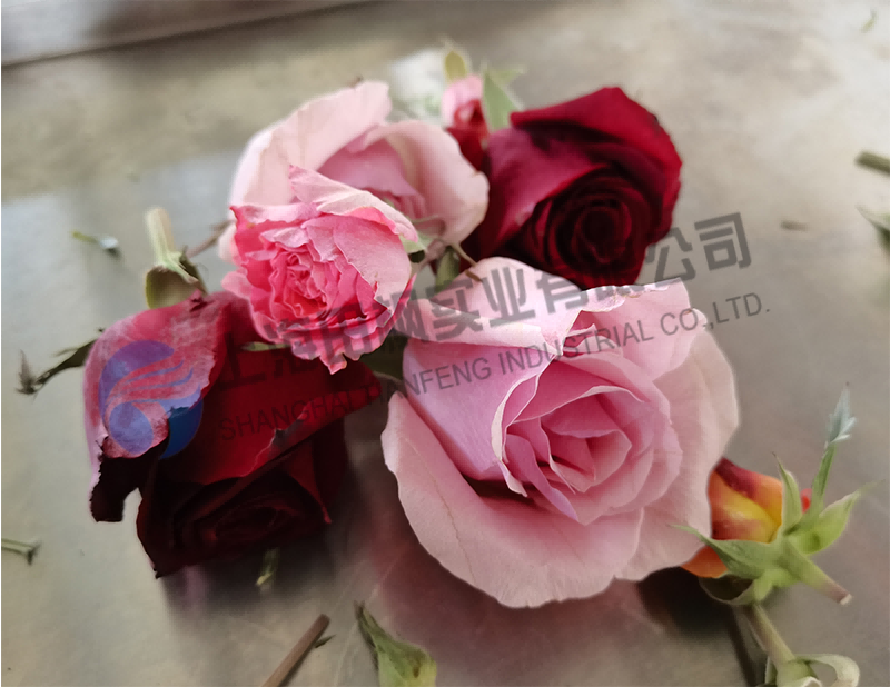 月季花凍干，鮮花真空冷凍干燥機應用案例