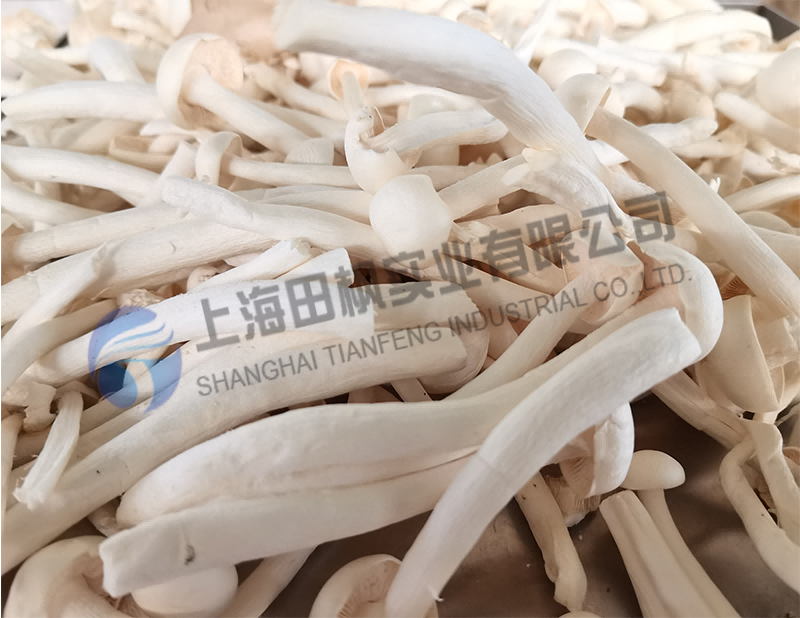 蘑菇凍干，果蔬真空冷凍干燥機應(yīng)用于蘑菇凍干
