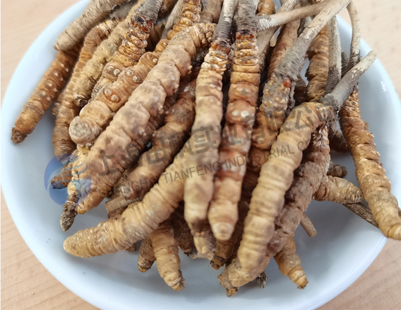 蟲草凍干，生物制藥真空冷凍干燥機(jī)應(yīng)用于蟲草凍干